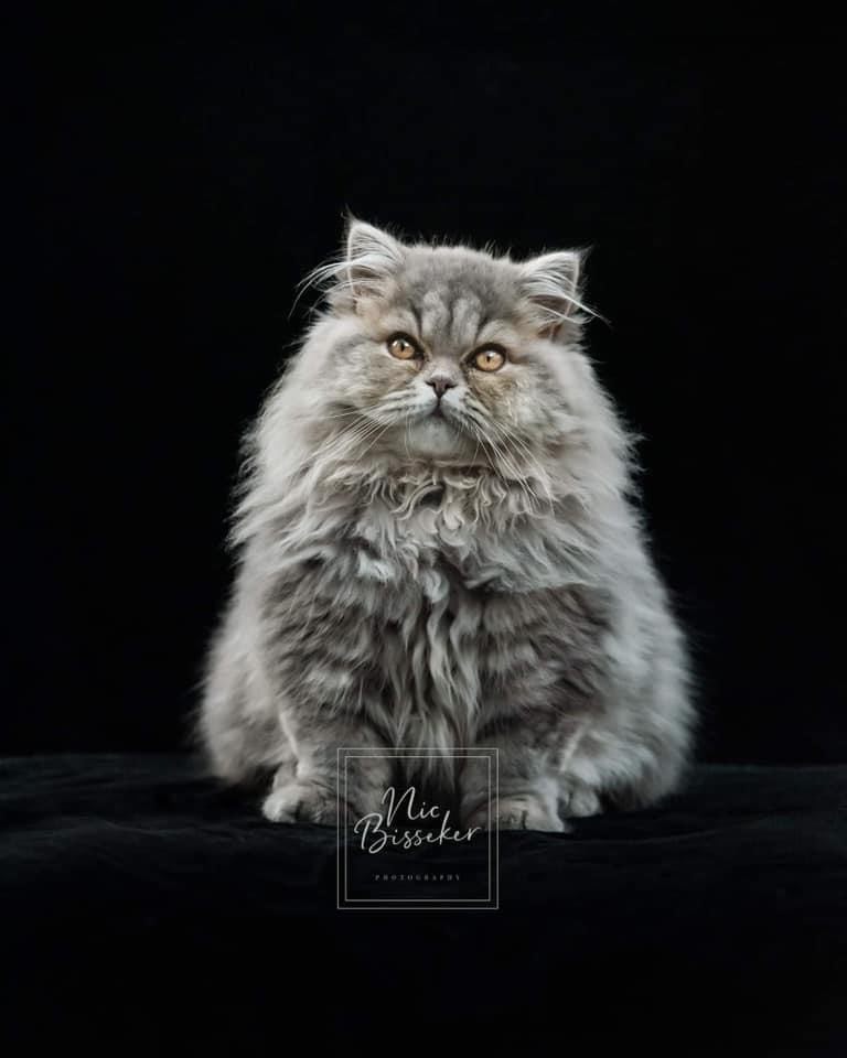 Nic Bisseker photography cat portraits East grinstead