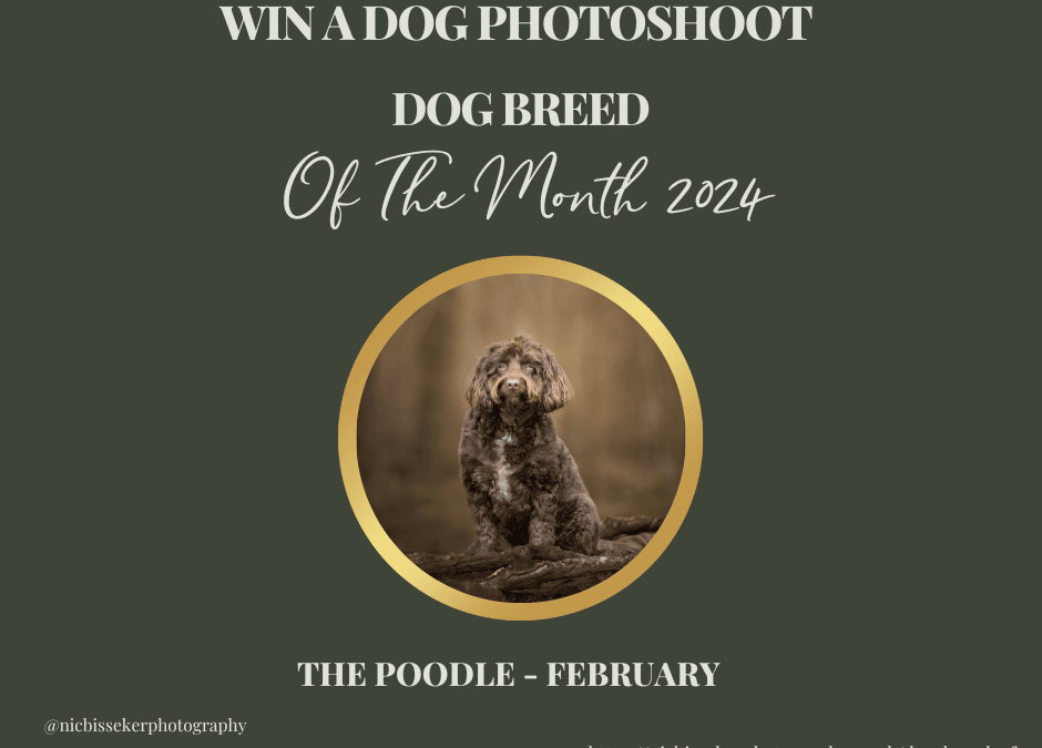 Dog Breed of the Month – Photoshoot  Competition East Grinstead