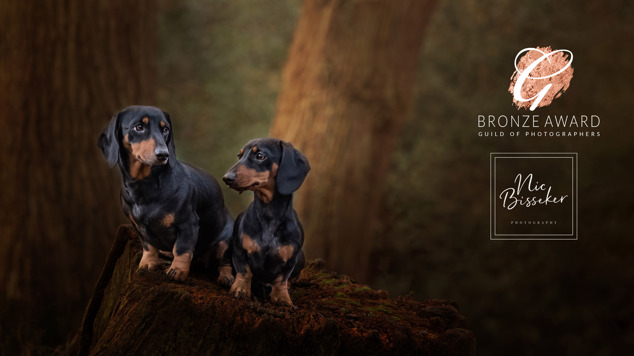 Nic Bisseker photography dog photoshoot East grinstead