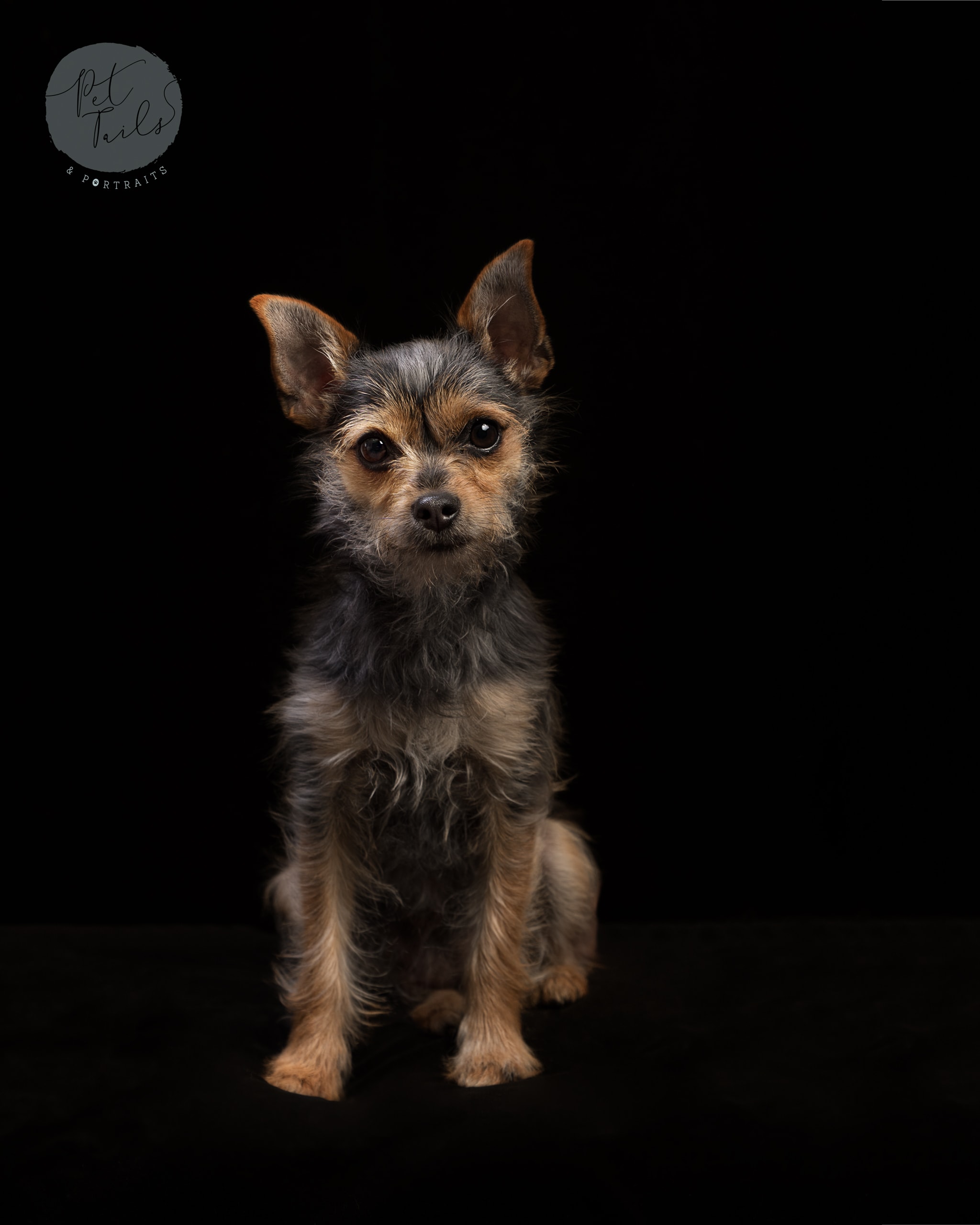 nic bisseker Photography dog studio photoshoot east grinstead