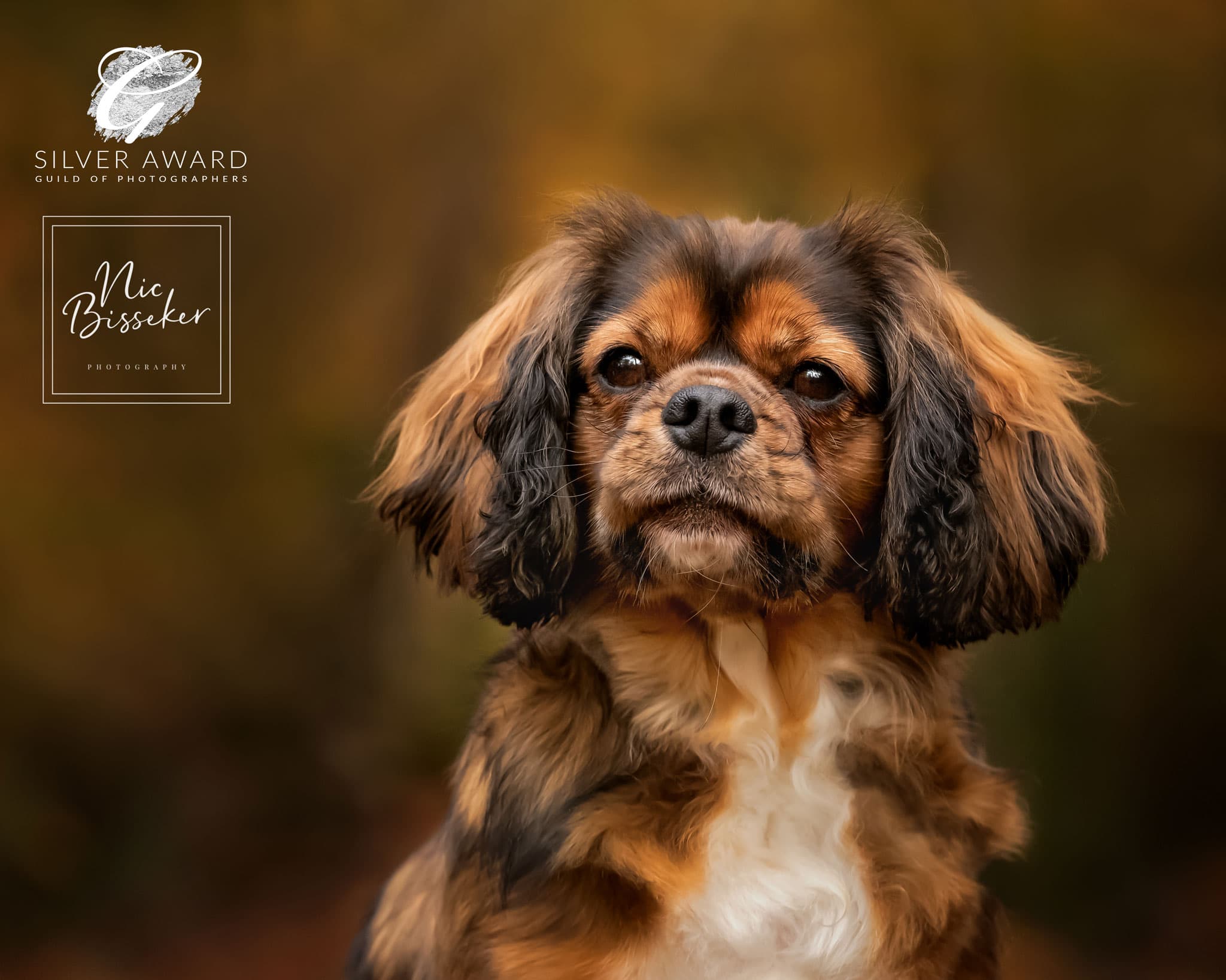Nic Bisseker Photography Dog photographer gift vouchers West sussex