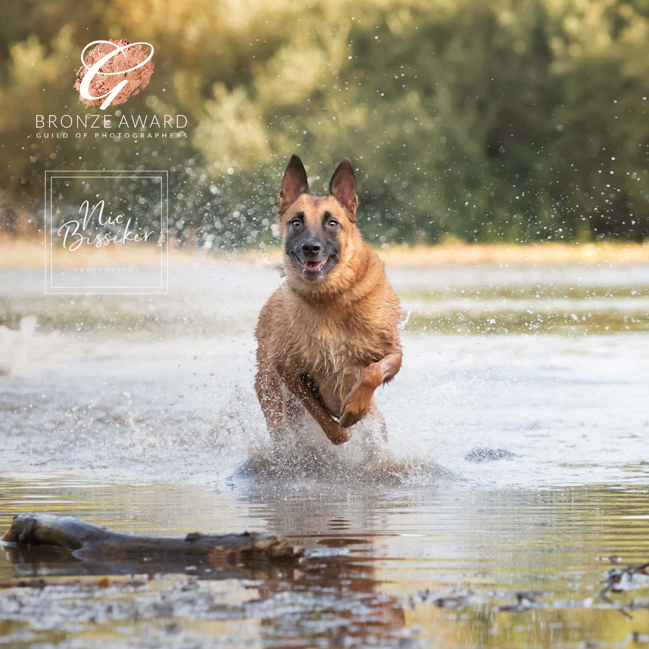Nic Bisseker Photography dog cooling products