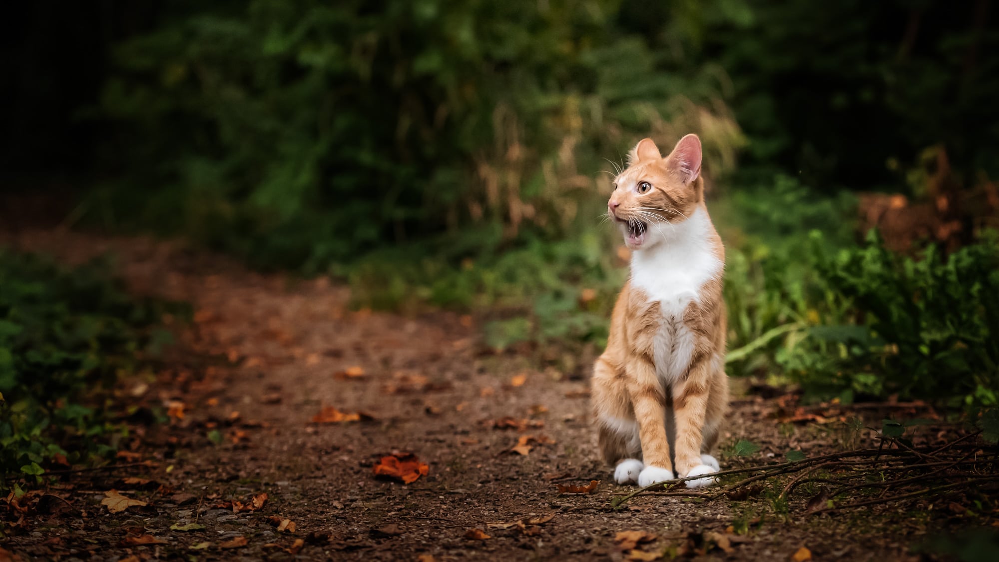 Nic BIsseker Photography Cat photographer Sussex