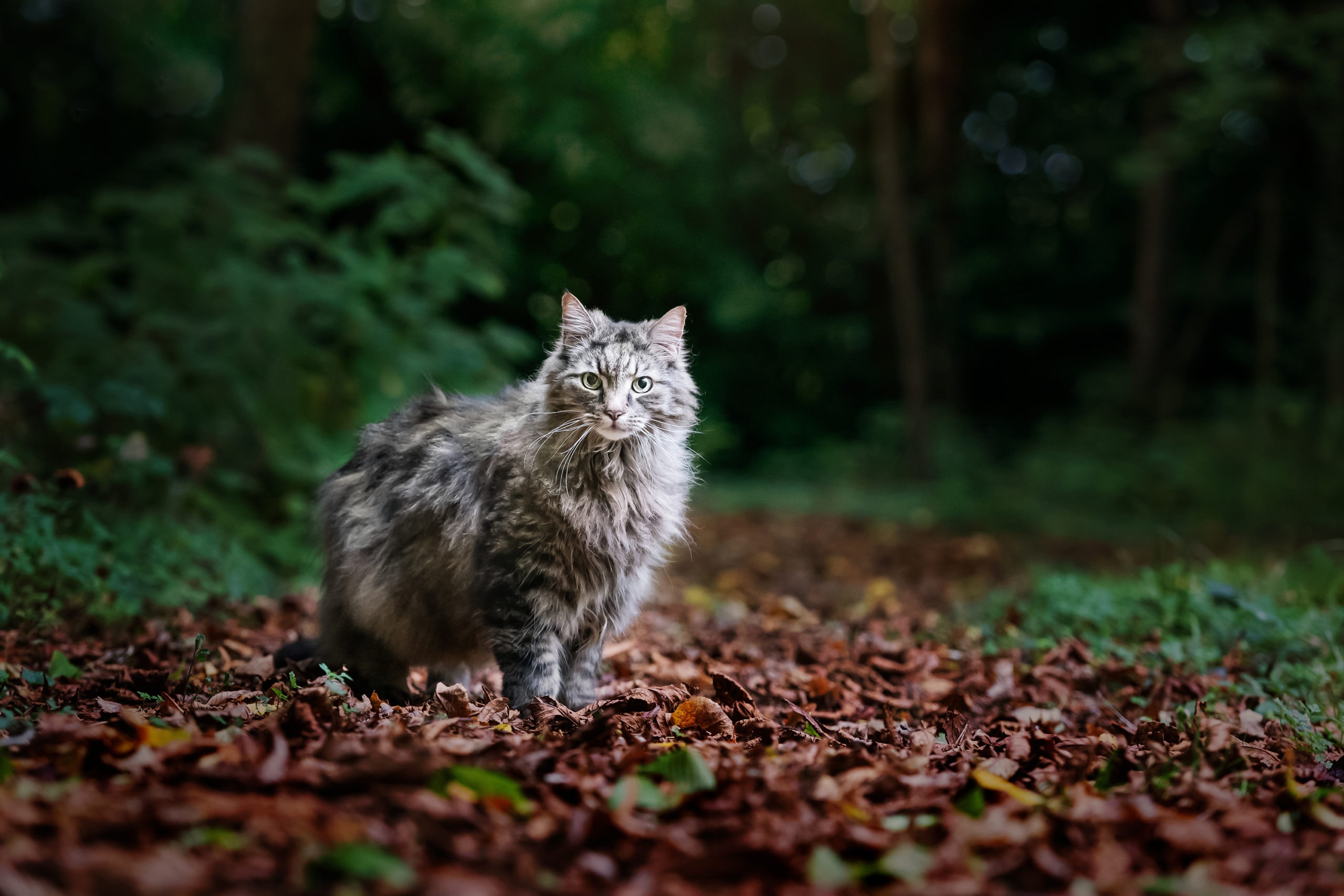 Nic Bisseker photography cat photoshoot east grinstead