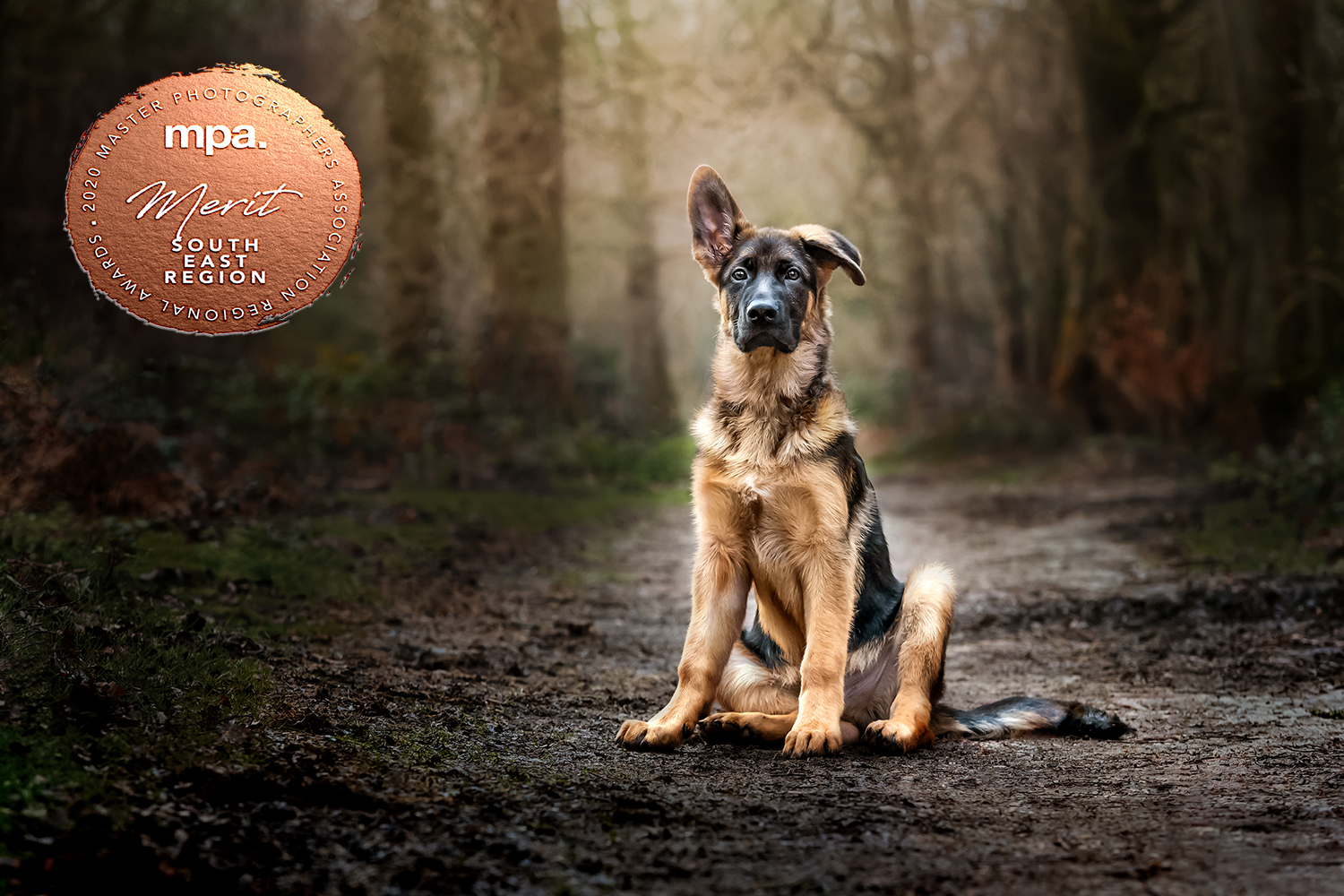 Nic Bisseker Photography puppy photoshoot East Grinstead