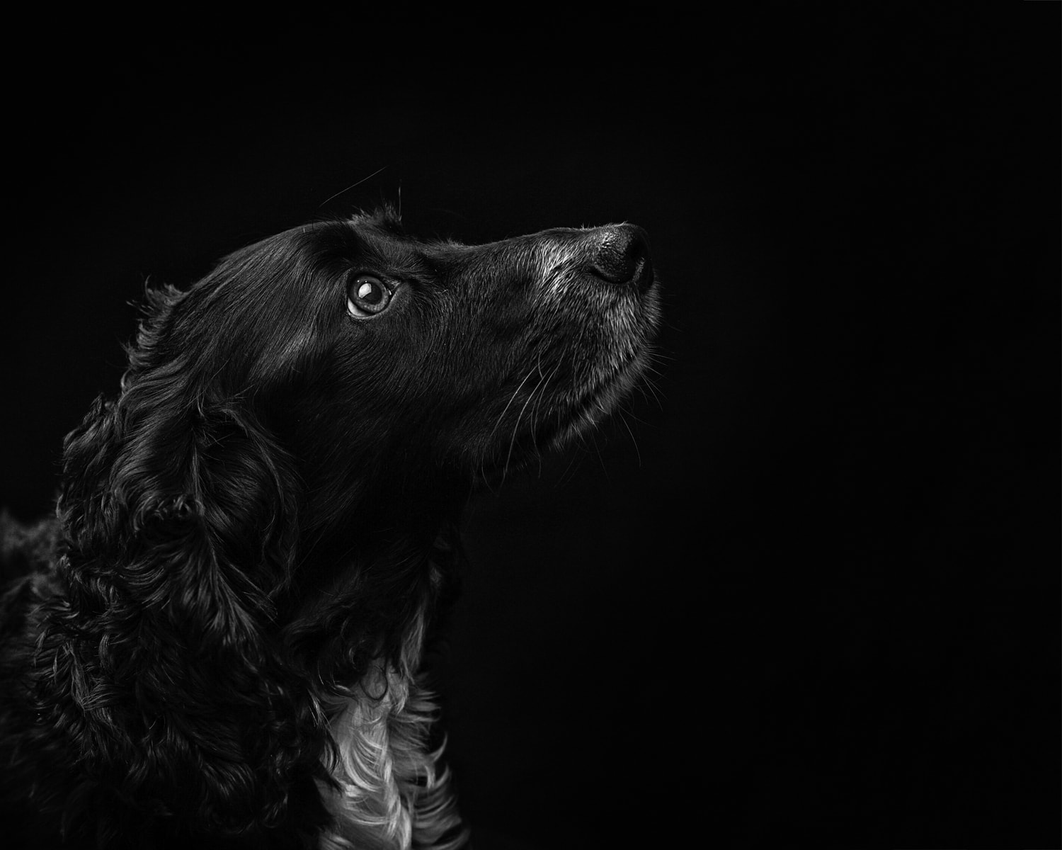 Nic Bisseker photography studio dog photographer east grinstead
