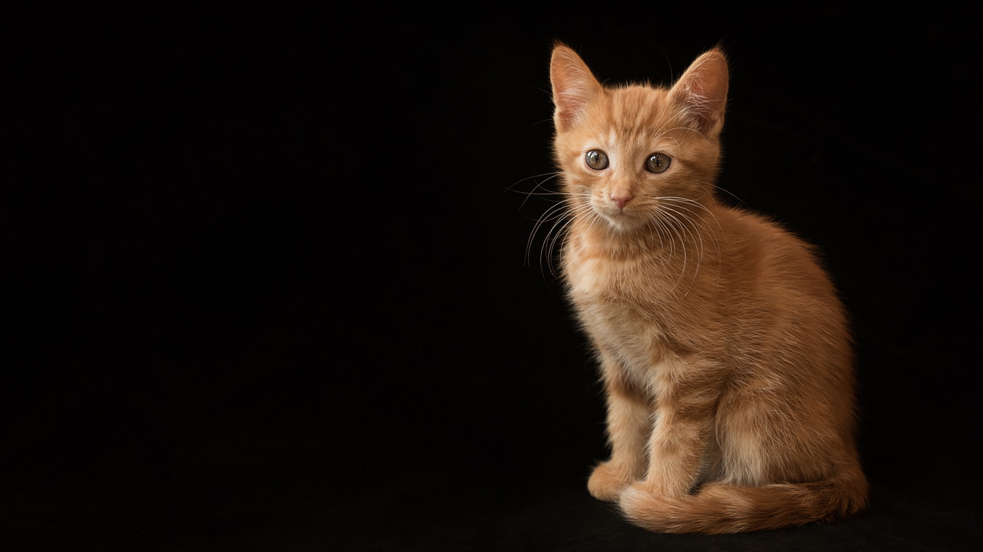 nic Bisseker Photography kitten photography east grinstead
