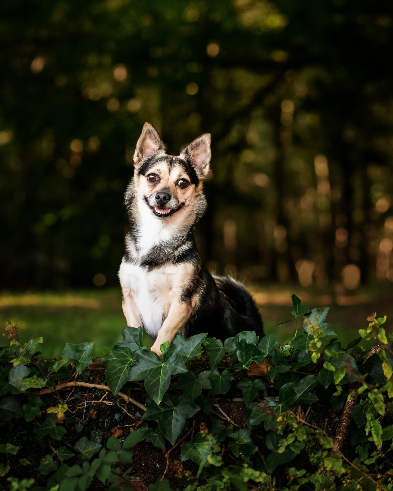 Nic Bisseker Photography Dog Photography East Grinstead