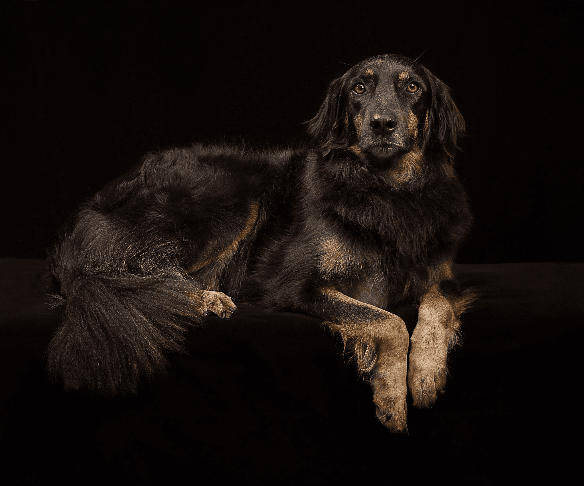 Nic Bisseker Photography dog photography mini sessions East Grinstead