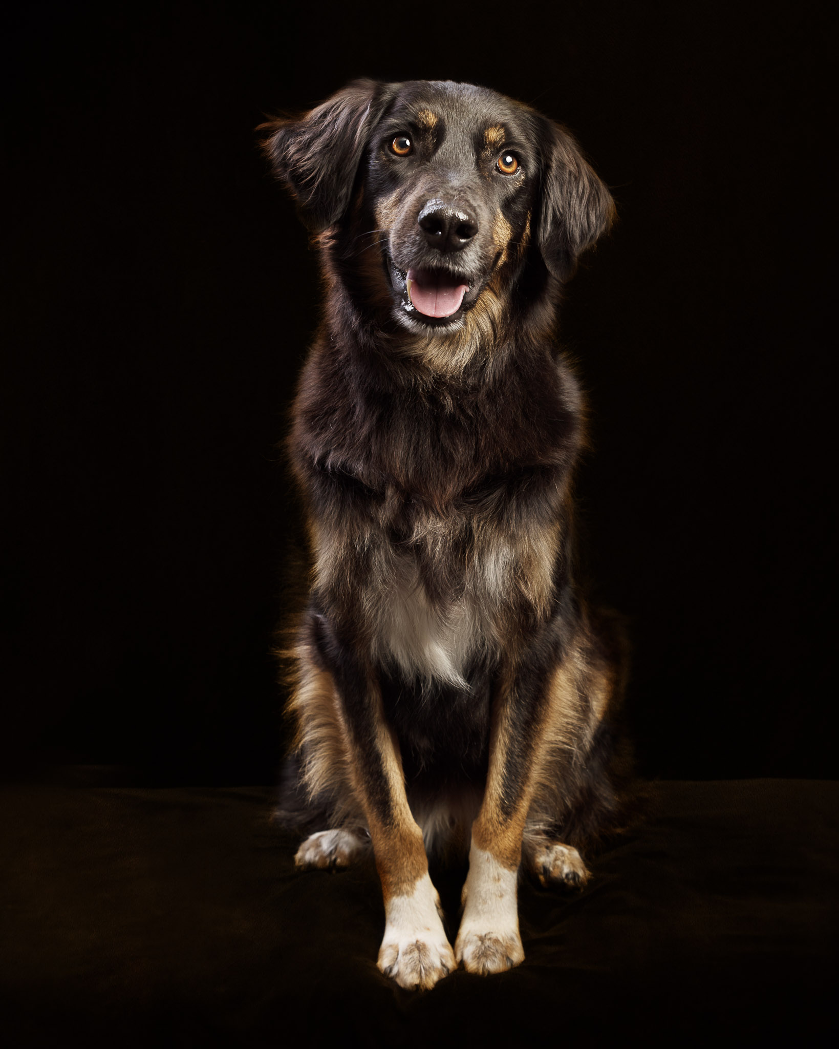 Nic Bisseker photography dog studio portraits east grinstead