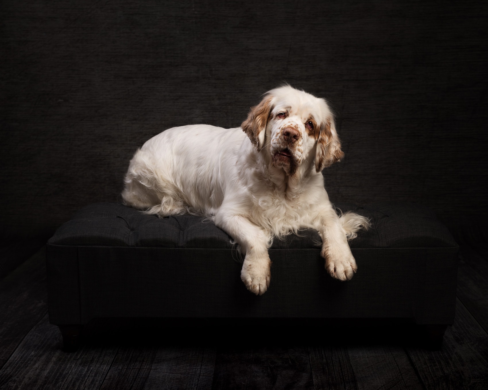 Nic-Bisseker-photography-dog-portraits-studio-east-grinstead