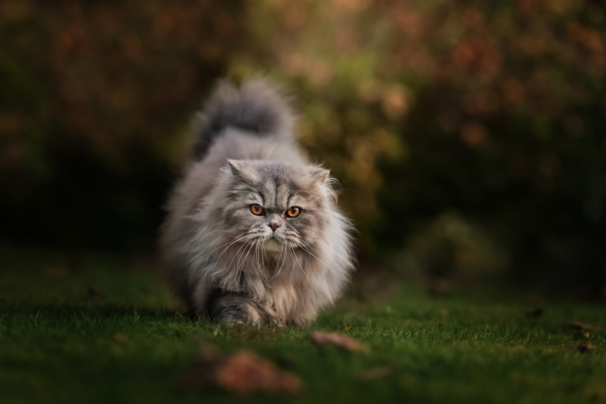 Nic Bisseker Photography cat photographer East Grinstead