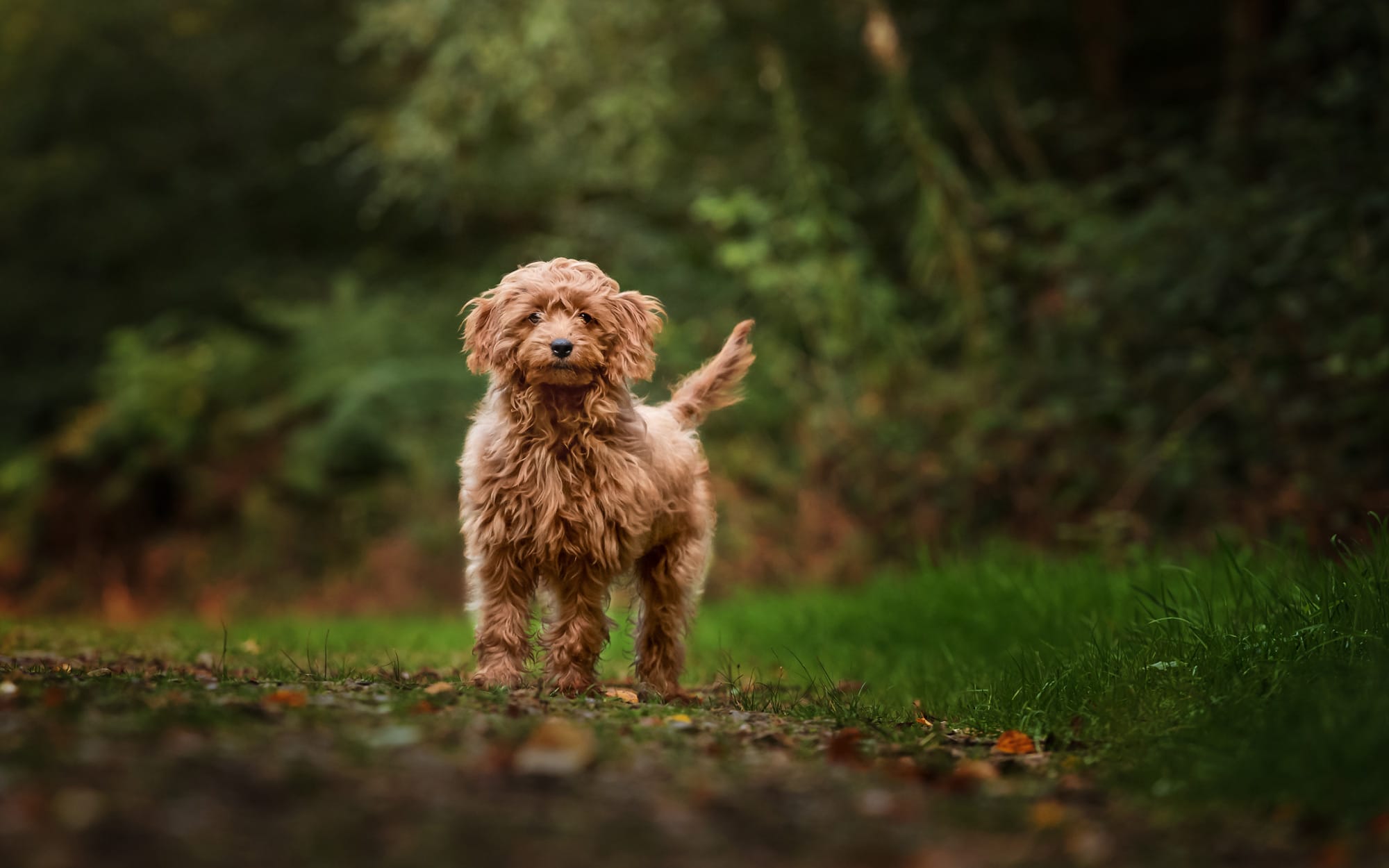 Nic Bisseker Photography dog photography East Grinstead