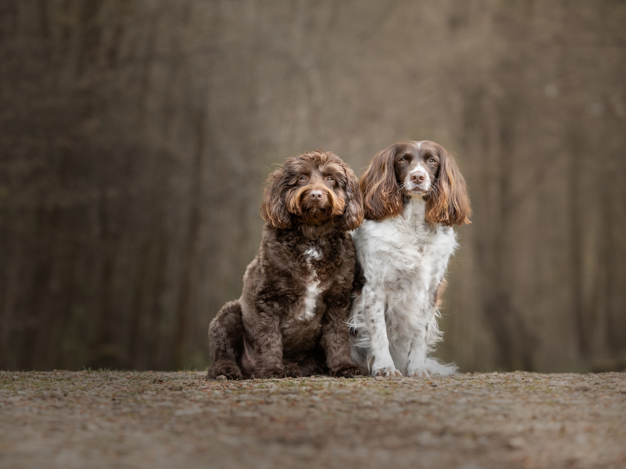 Nic Bisseker photography dog photoshoot east grinstead