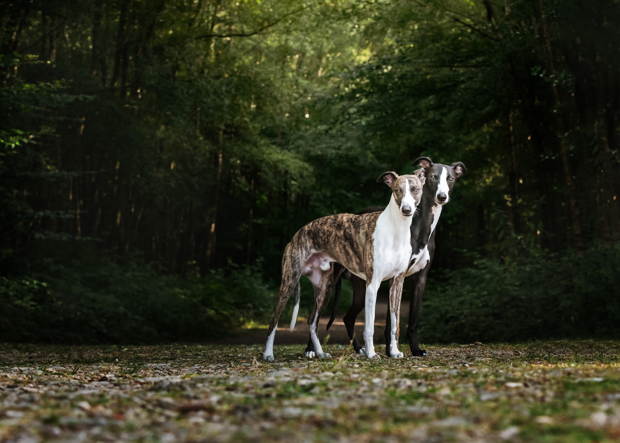 Nic BIsseker Photography dog photographer west sussex