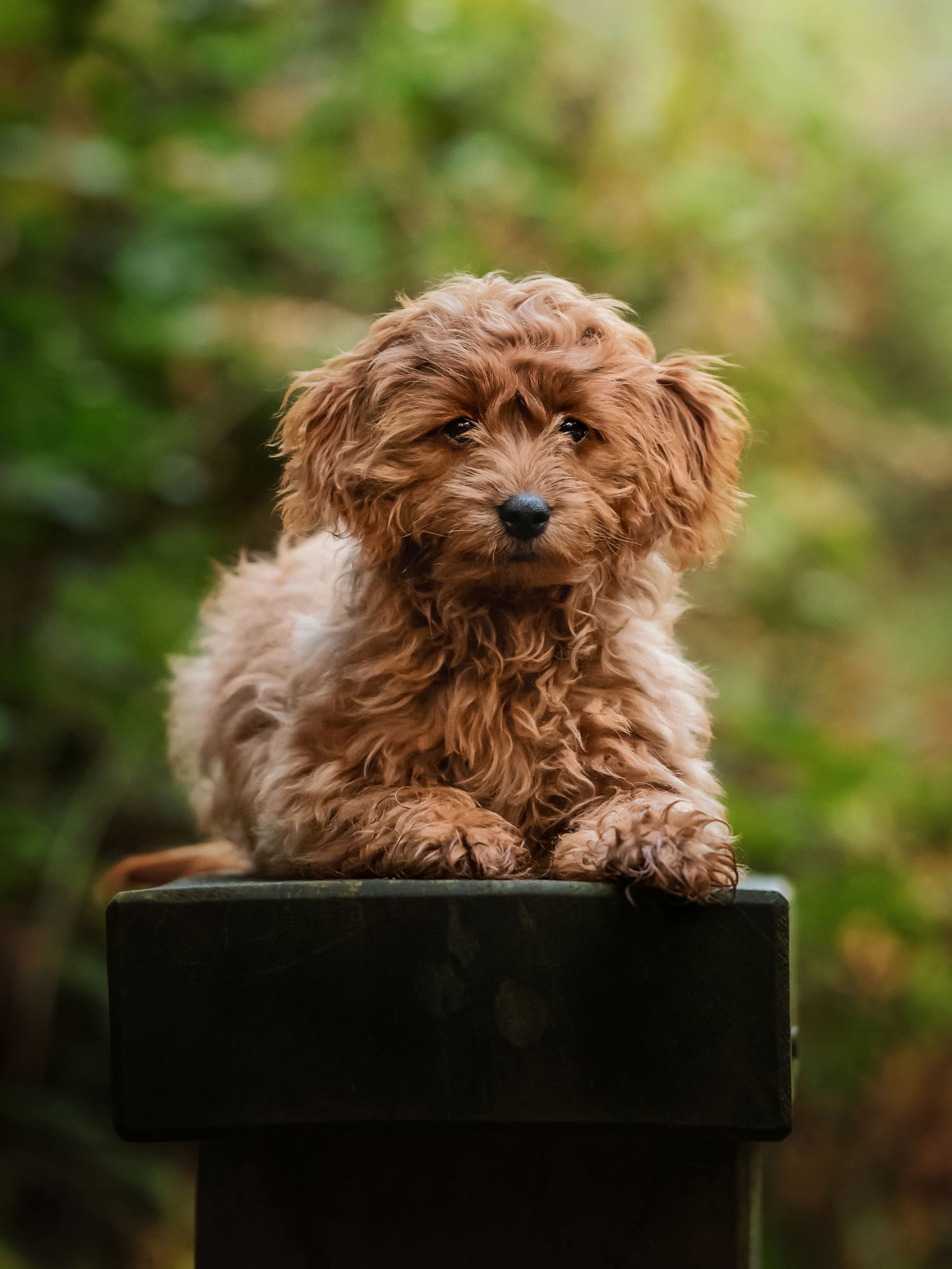 Nic bisseker Photography Dog photographer WEst sussex