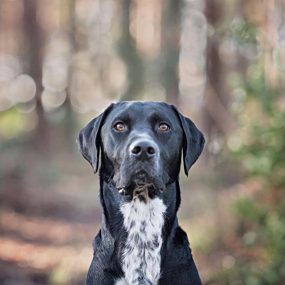 dog photographer oxted