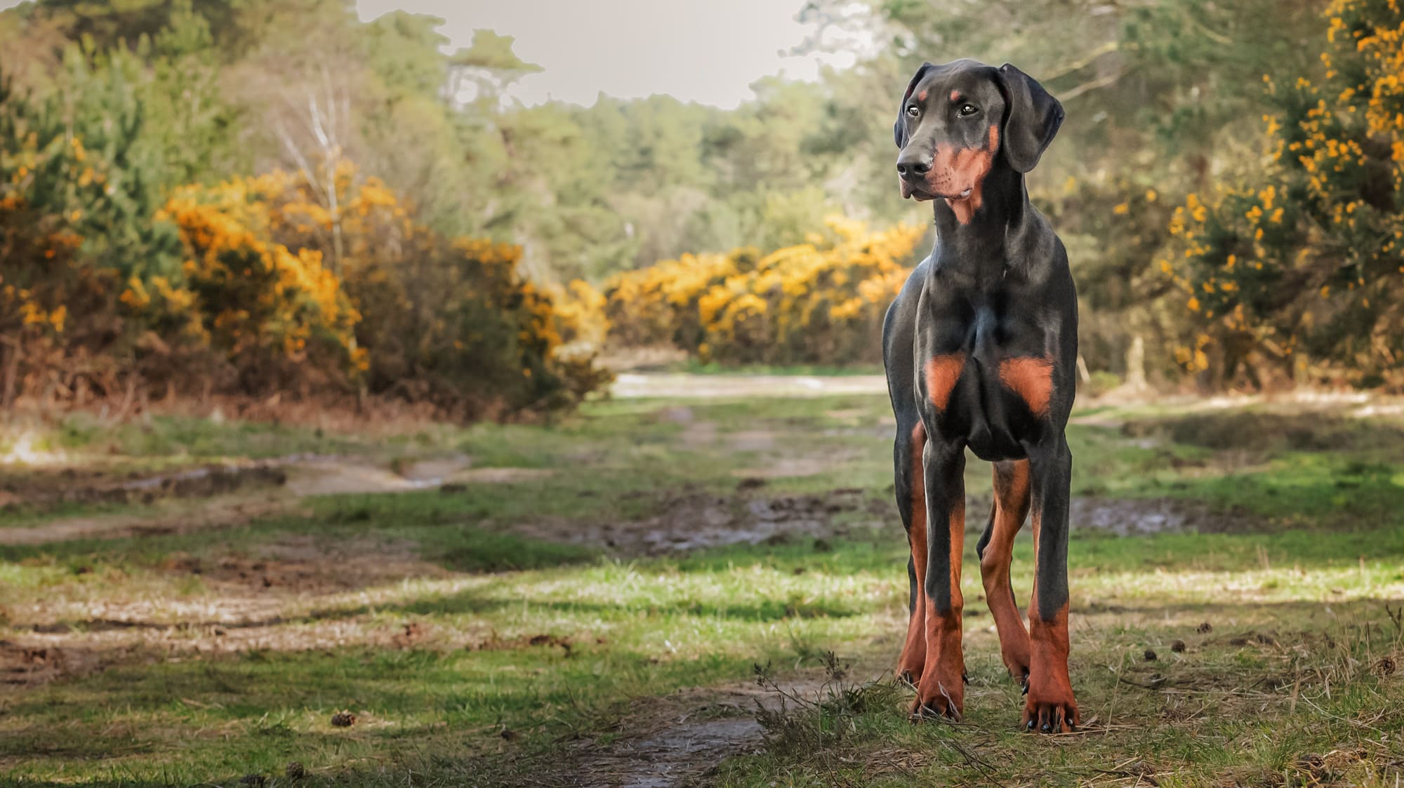 Nic Bisseker photography dog photographer sussex