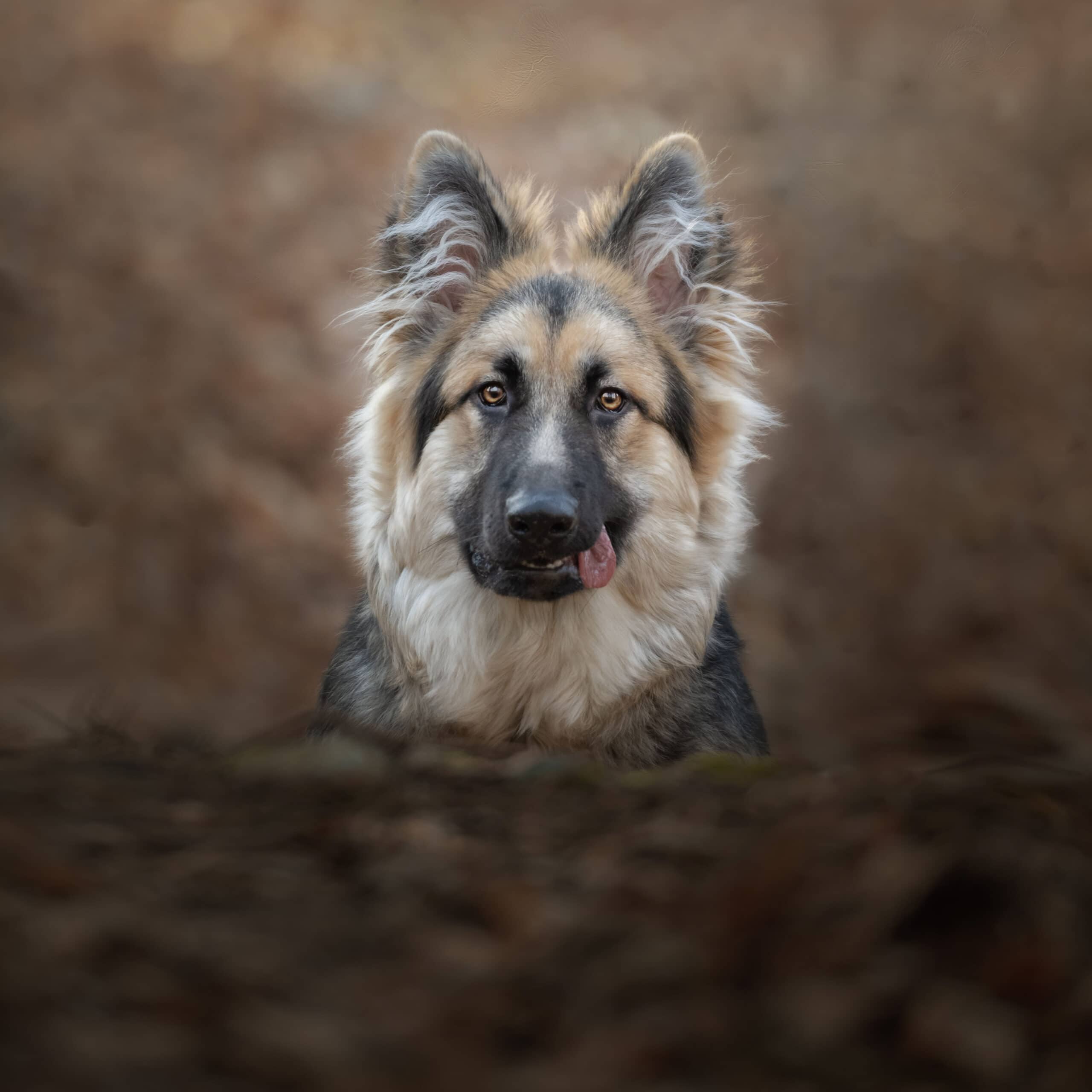 Nic Bisseker Photography dog photoshoot Sussex