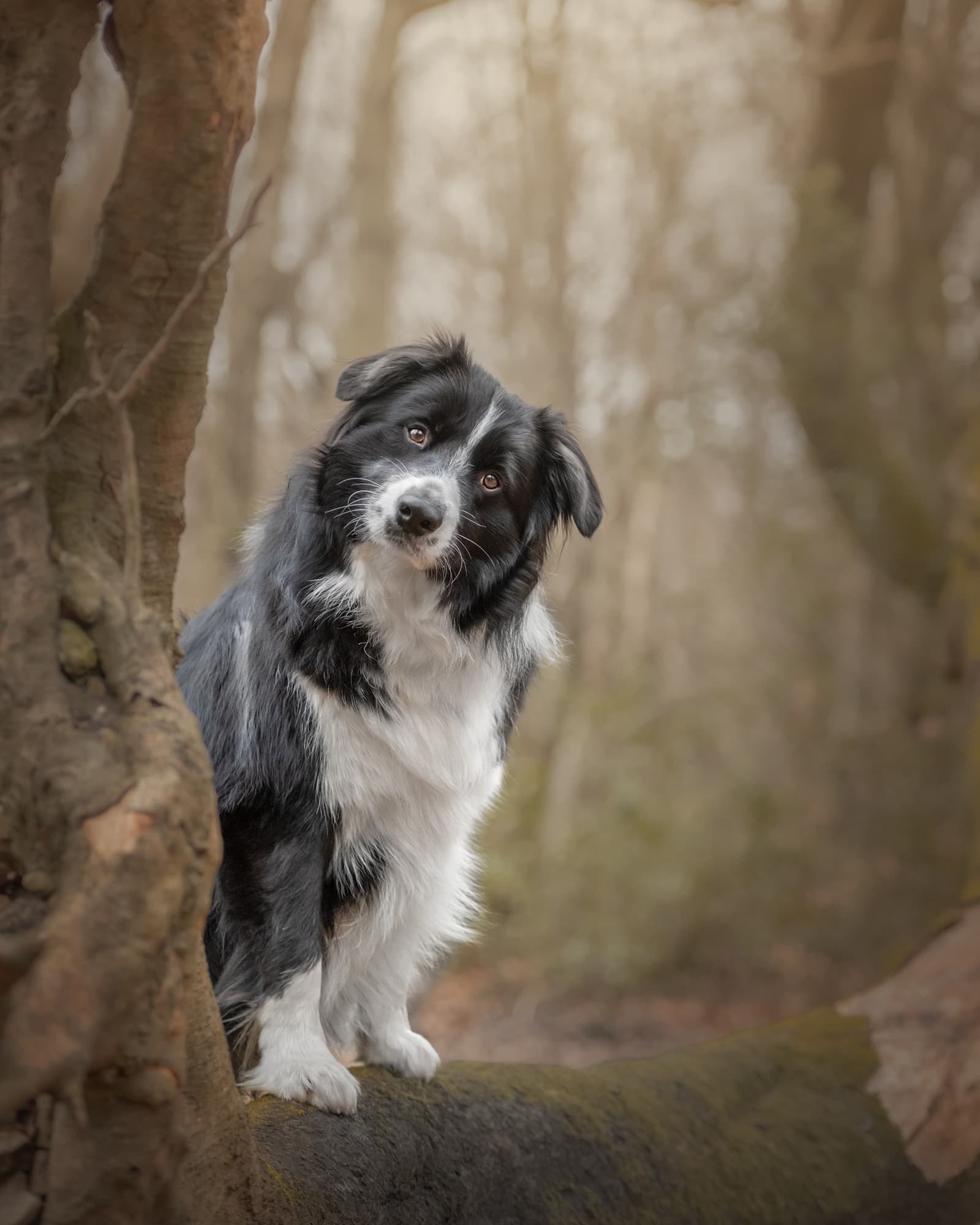 Nic Bisseker Photography dog photographer West Sussex