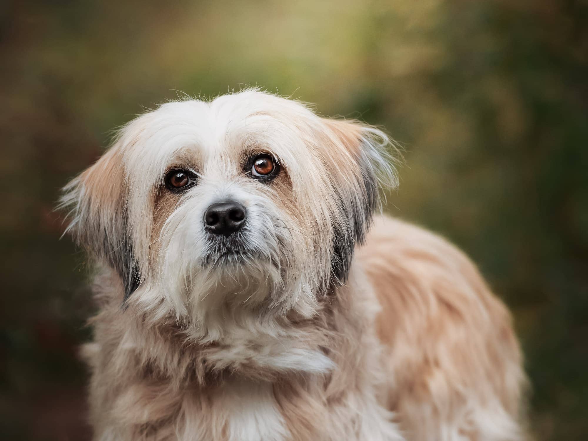 Your pet’s last days – advice to help you plan. professional pet portraits and pet cremation