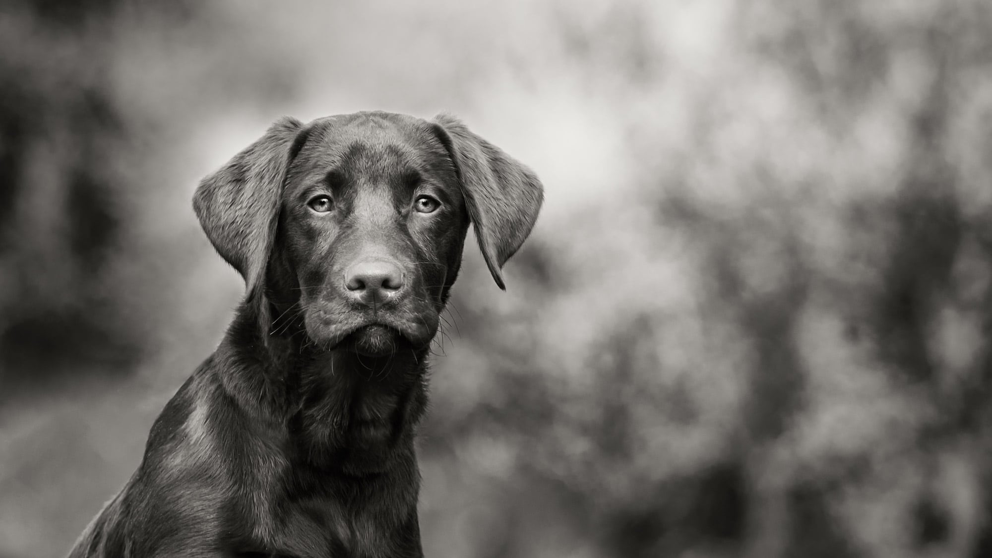 Nic Bisseker Photography Dog photographer East Grinstead