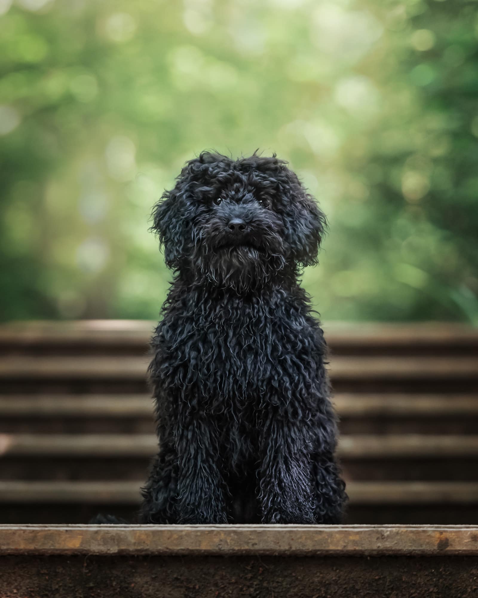 Nic Bisseker Photography Dog photoshoot East Grinstead