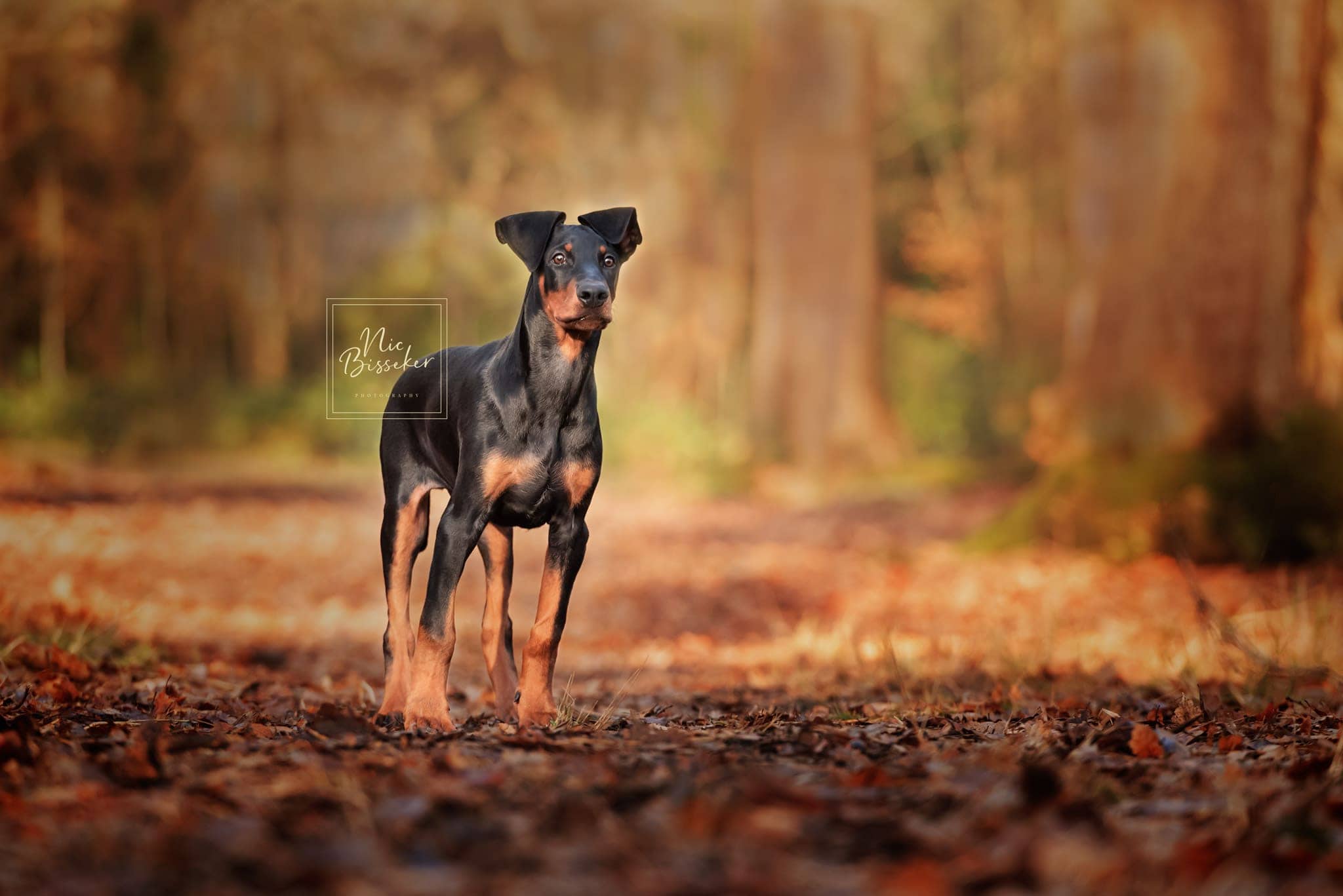 Nic Bisseker photographer puppy photoshoot kent