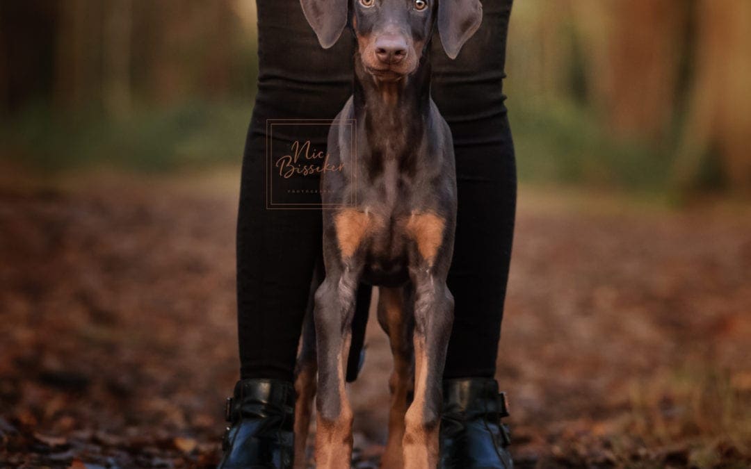 Top tips on what you need for your new puppy – a guide for first time dog owners by Nic Bisseker Photography, puppy photographer Kent, Sussex, Surrey