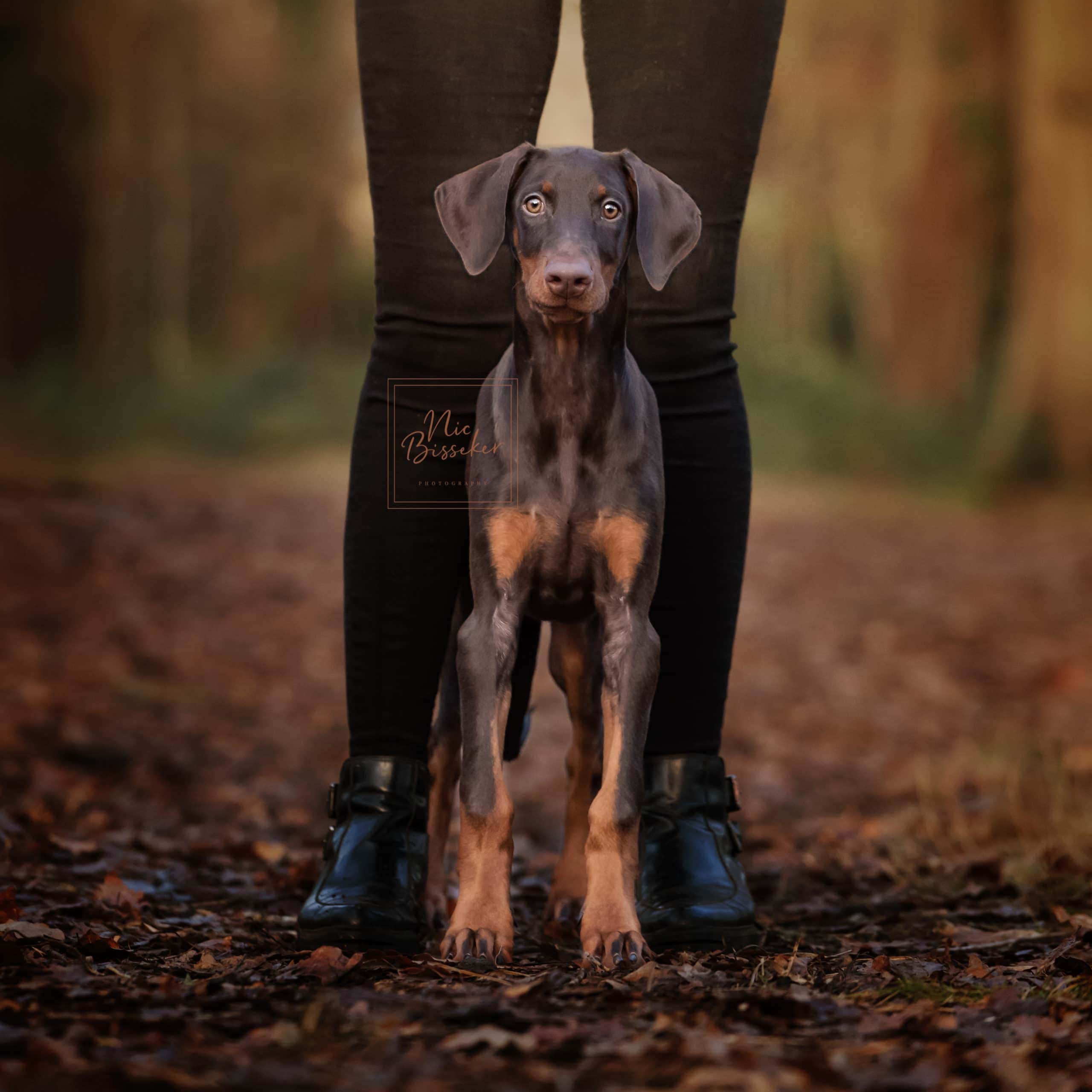 Nic Bisseker Photography dog photoshoot gift vouchers West sussex