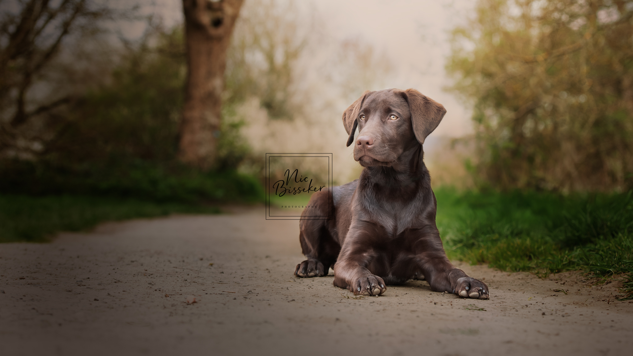 Nic Bisseker Photography puppy photographer east grinstead