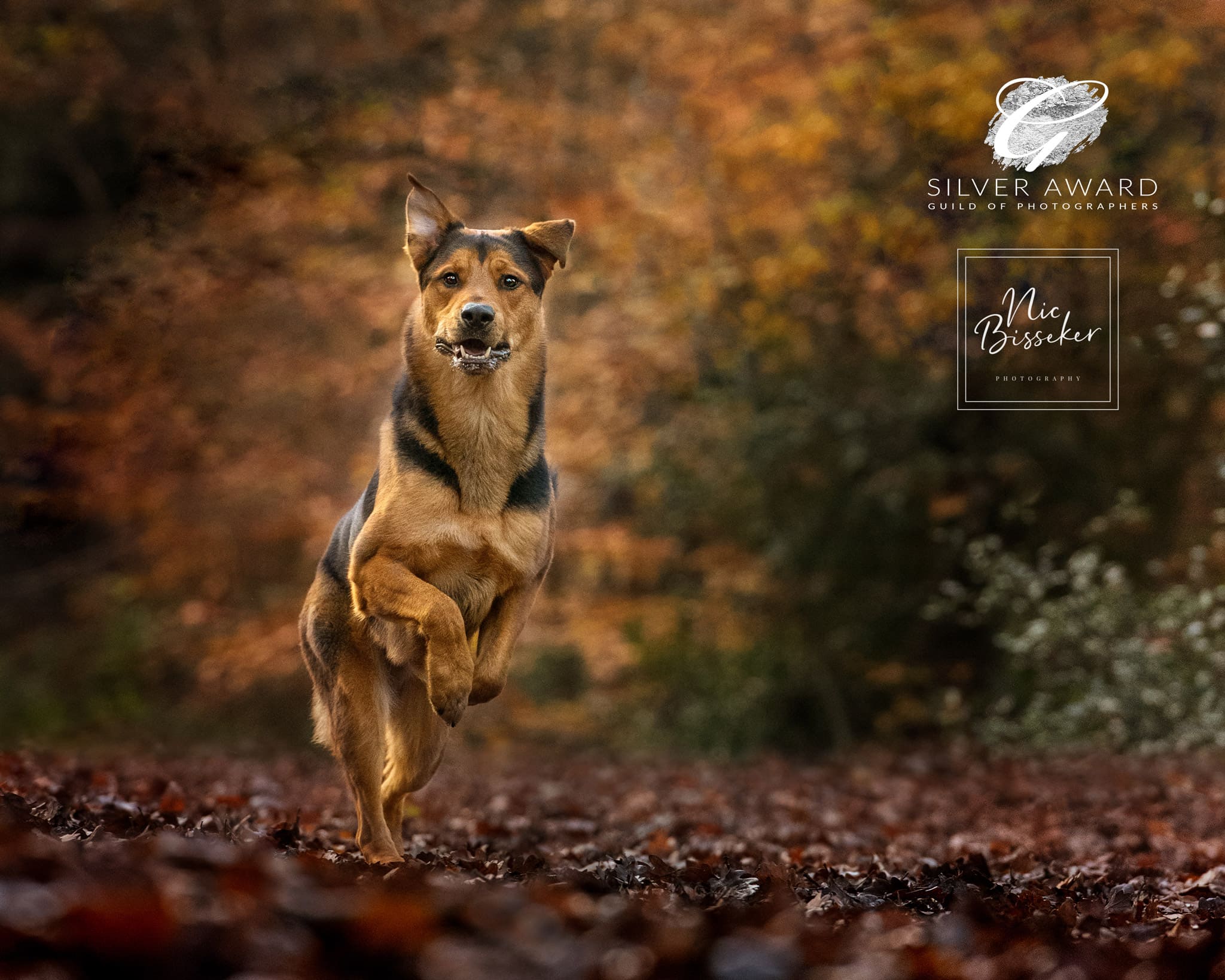 Nic Bisseker Photography east grinstead dog photographer
