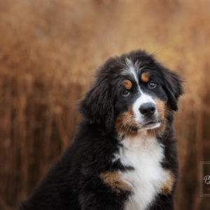 What happens on a dog photoshoot? – Dog photography in Kent, Sussex and Surrey