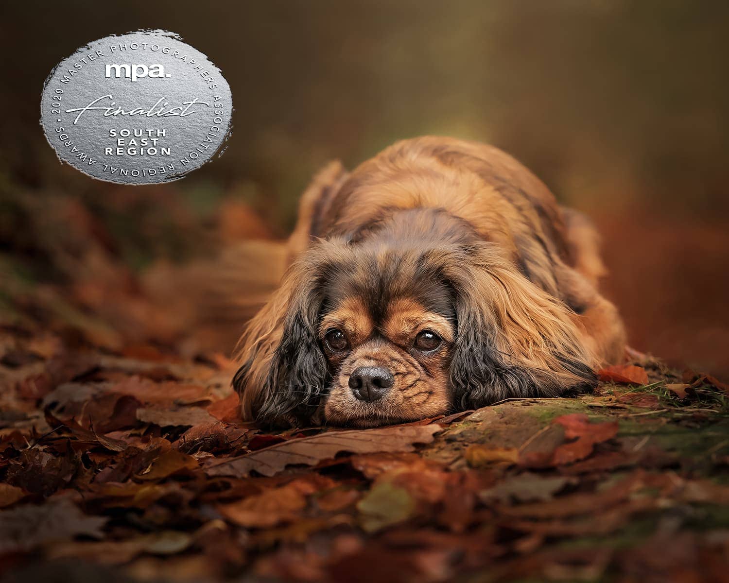 Nic Bisseker Photography Dog photography gift vouchers East Grinstead