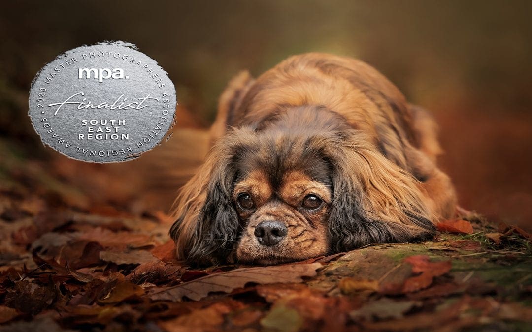 MPA Up and Coming Runner Up Finalist Pet Photographer of the Year – South East Region