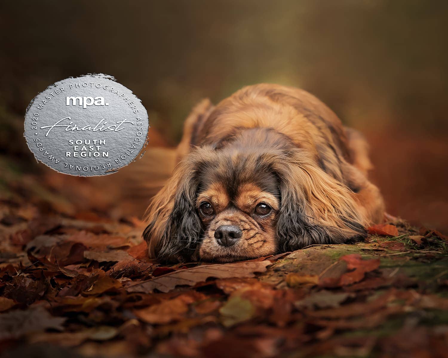 MPA Up and Coming Runner Up Finalist Pet Photographer of the Year – South East Region