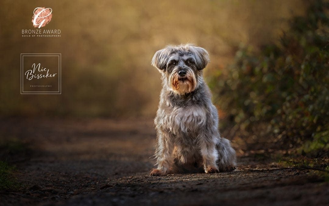 Autumn 2020 Dog Photography Mini Sessions – Location Days Tunbridge Wells and The Ashdown Forest