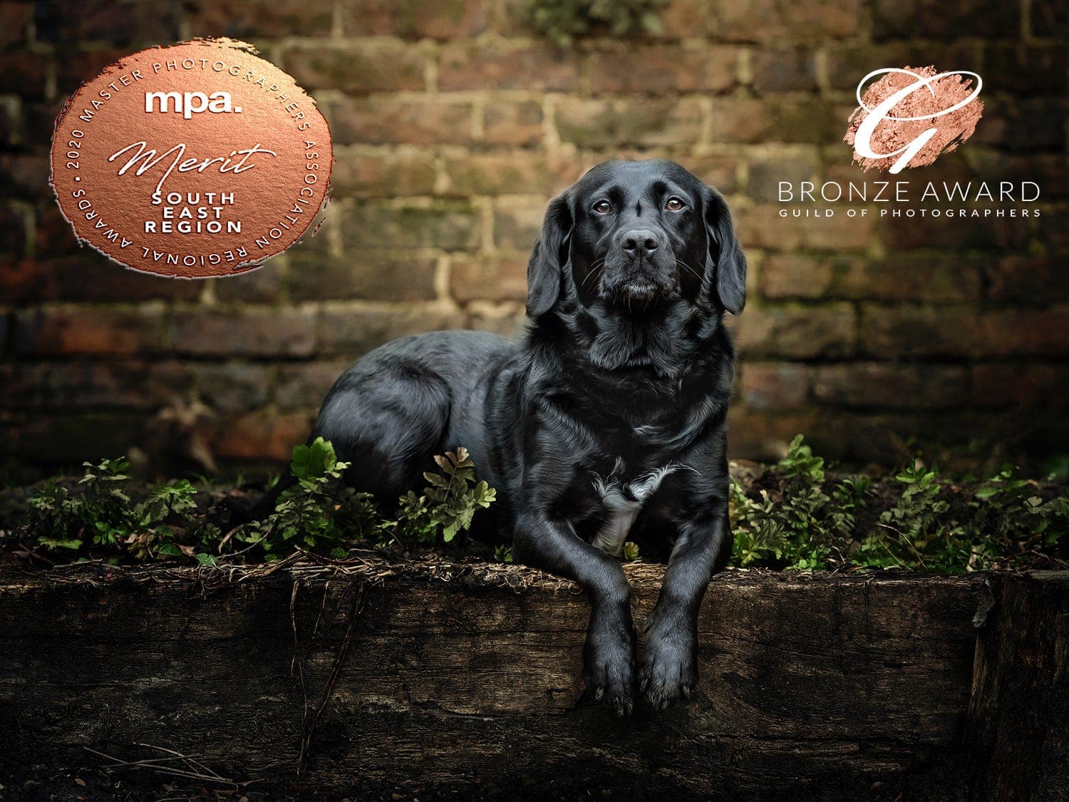 Nic Bisseker Photography dog photographer West sussex