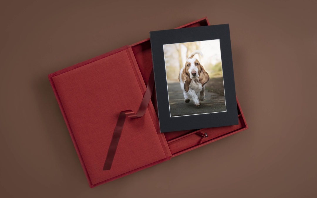How to choose a dog photographer? Dog Photography in East Grinstead West Sussex